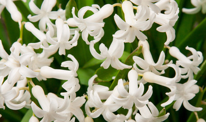 hyacinth as background