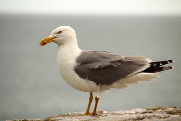 Antxeta