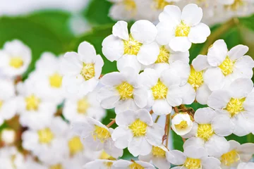 Crédence en verre imprimé Macro Bel arbuste à fleurs blanches Spirea aguta (couronne des mariées).