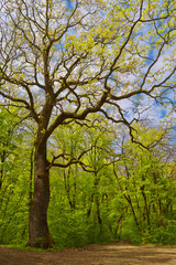 Mixed deciduous forest trees with path in spring time.