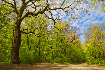Deciduous forest with path in spring time.