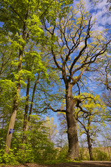 Deciduous forest trees in spring time.