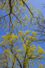 Obraz premium Tree canopy in spring time over blue sunny sky, low angle shot.