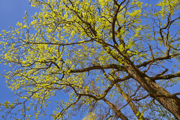 Tree canopy in spring time over blue sunny sky, low angle shot.