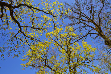 Tree canopy in spring time over blue sunny sky, low angle shot.