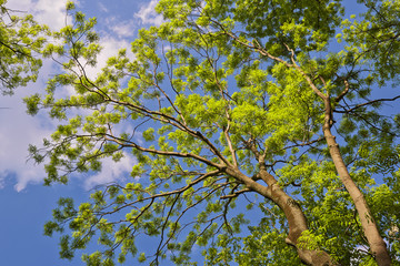 Tree canopy in spring time over blue sunny sky, low angle shot.