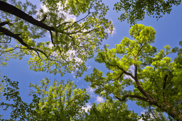 Fototapeta premium Tree canopy in spring time over blue sunny sky, low angle shot.