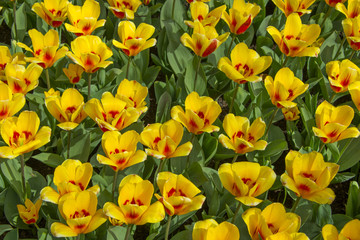 tulips in the garden