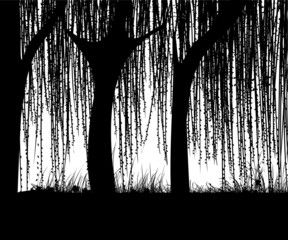 Willows © Richard Laschon