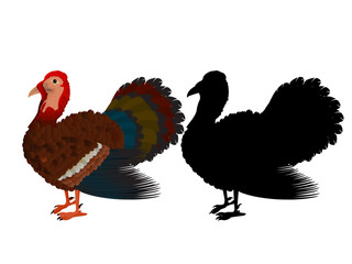 Turkey illustration