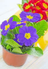 Primula