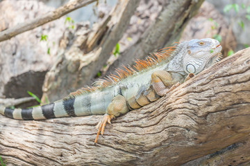 The portrait of Iguana catch on the tree