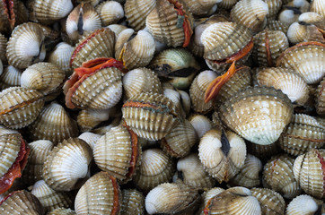 cockles