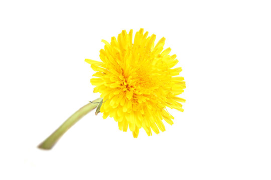Yellow dandelion close-up.