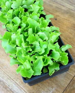 plants de salade en barquette