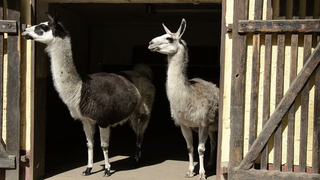 two Llama in door of the stable