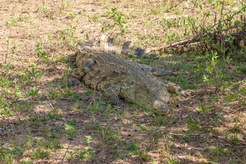 dangerous crocodile in Kruger National  Park, South Africa