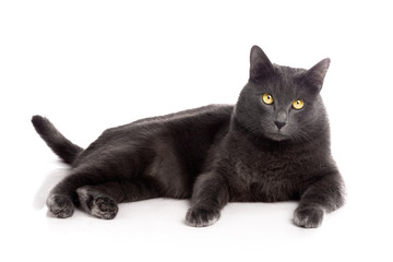 British Shorthair cat