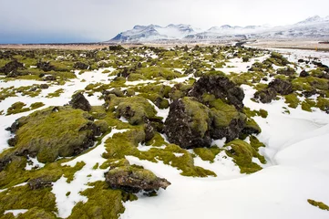 Fototapete Arktis Moos auf Felsen