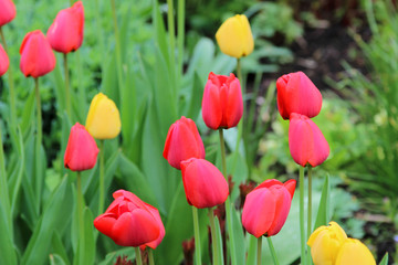 Red and yellow tulips