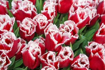 Crédence de cuisine en verre imprimé Tulipe red tulips close up