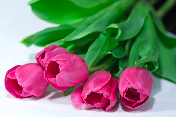 flower tulip closeup