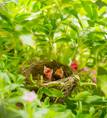 The baby Streak-eared Bulbul bird screaming for food