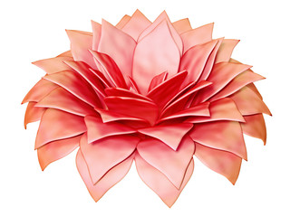 flower on a white background