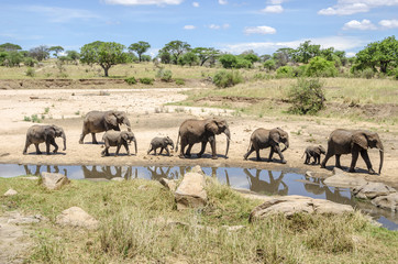 Family of elefants