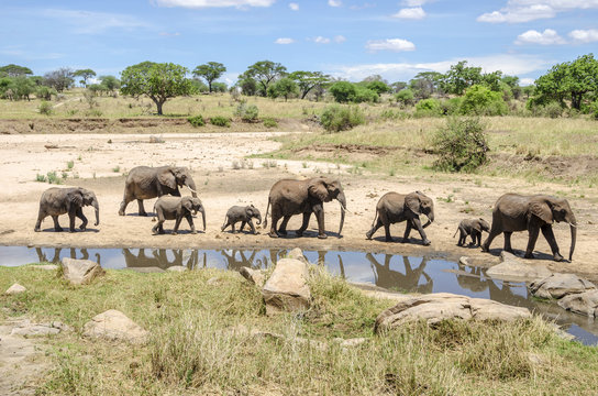 Fototapeta Family of elefants