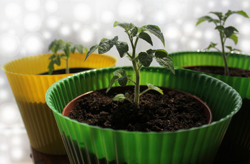 Young plant of tomato growing in pot