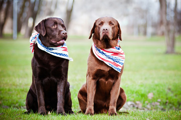 two labrador retriever dogs in bandanas