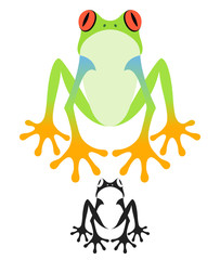 Tree Frog
