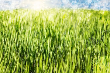 Abstract nature spring background.