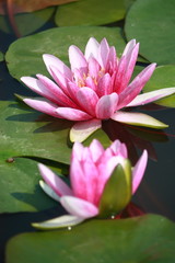 pink lotus in Thailand