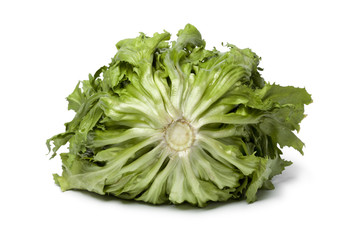 Fresh raw andive