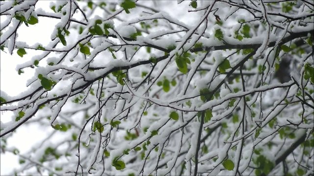 Falling snow.Beautiful hivernal and (or)spring background.