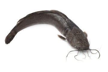 Single fresh catfish