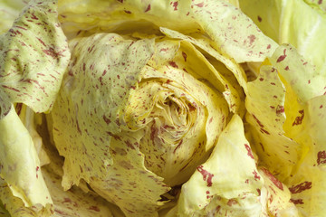 Radichio Casto Franco lettuce © Picture Partners