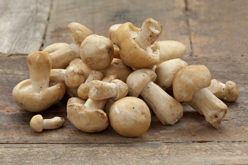 Fresh St.George's mushrooms