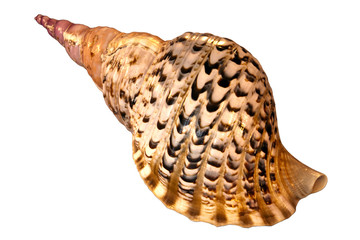 Charonia lampas lampas a multi colored predatory sea snail 