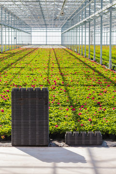 Crates in front of rows of young geranium plants