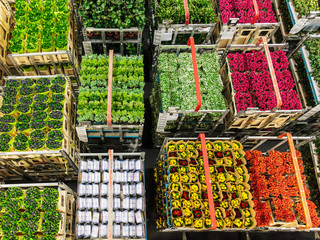 Crates with flowers and plants on a flower auction