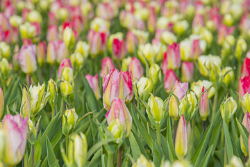 tulips buds in the garden
