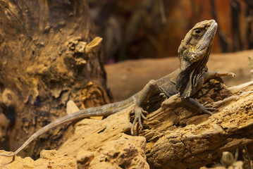 Iguana