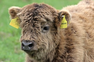 Obraz premium Schottisches Hochlandkalb