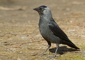 Obraz premium Jackdaw