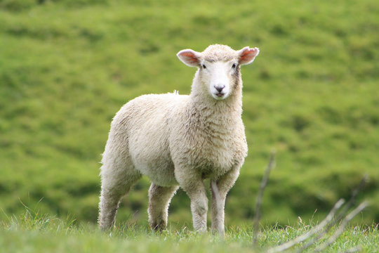 Schaf zeigt Zunge