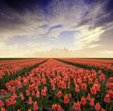 tulips field and sunset sky