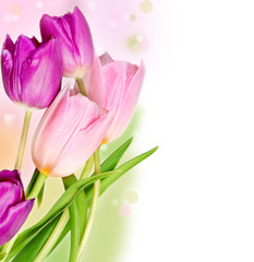 Fototapeta premium Five colorful tulips